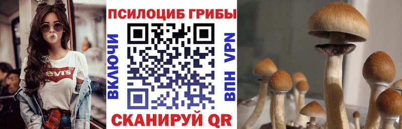 Купить где Будённовск Псилоцибиновые грибы Cubensis